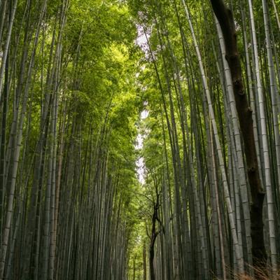 轩辕茗逸